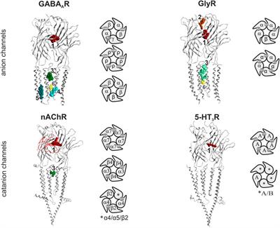 Molecular Mingling: Multimodal Predictions of Ligand Promiscuity in Pentameric Ligand-Gated Ion Channels